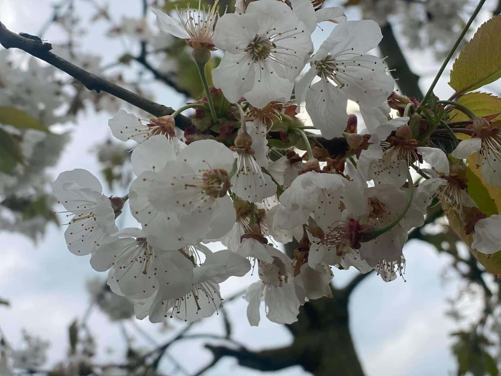 Close-up van kersenbloesems in volle bloei