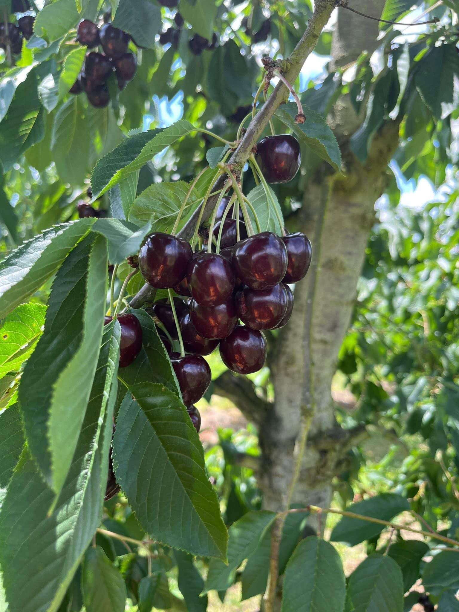 Grappe de cerises sur la branche