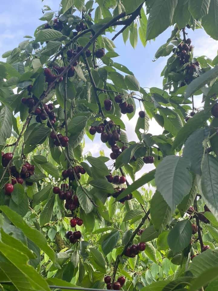 Cerises mûres sur les branches