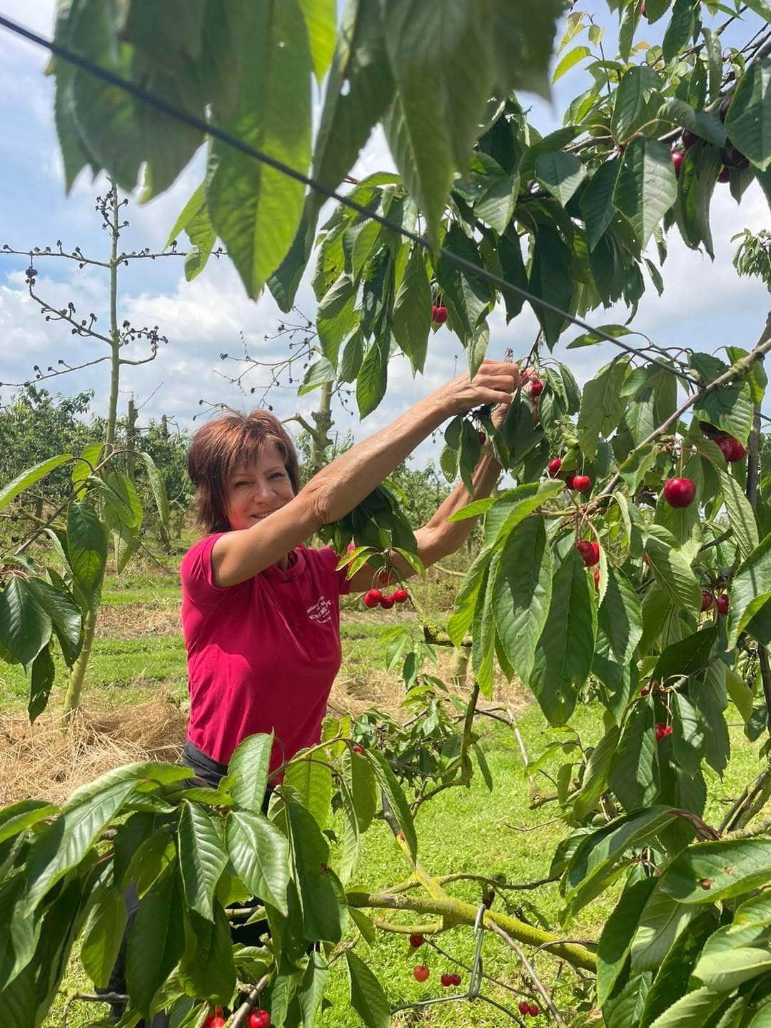 Femme cueillant des cerises