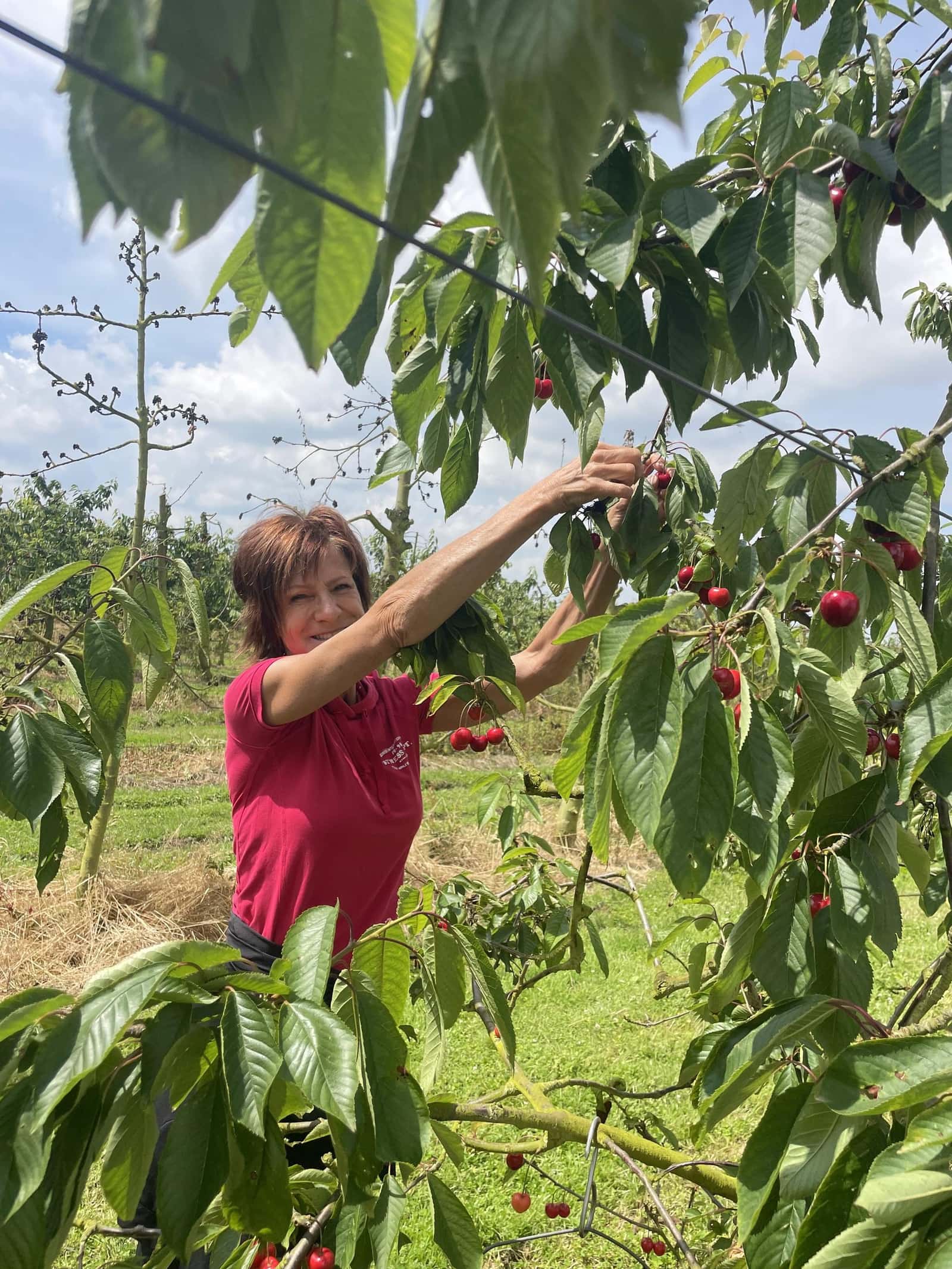Cueillette de cerises dans le verger de Fernelmont