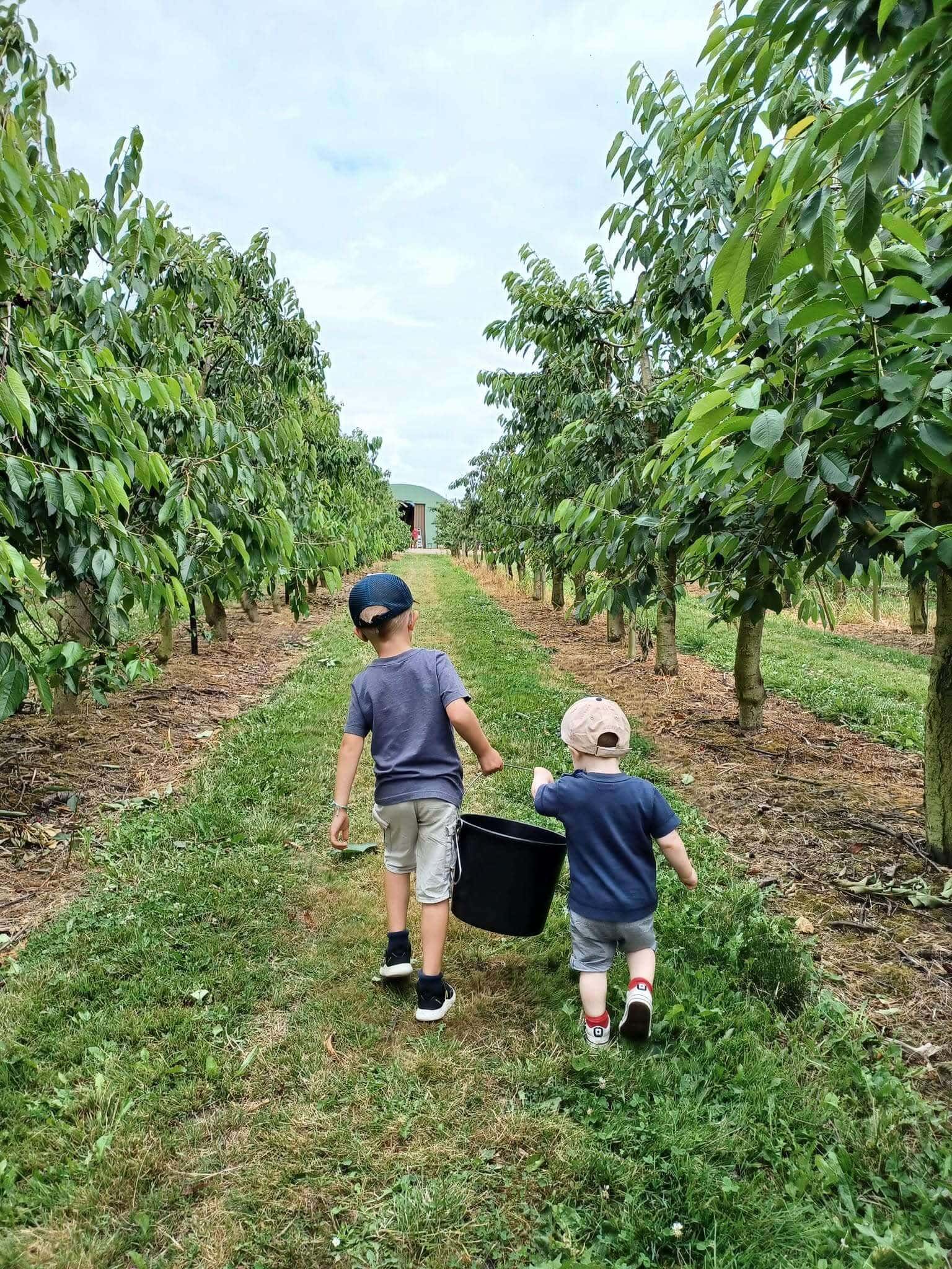 Enfants avec un seau de cerises