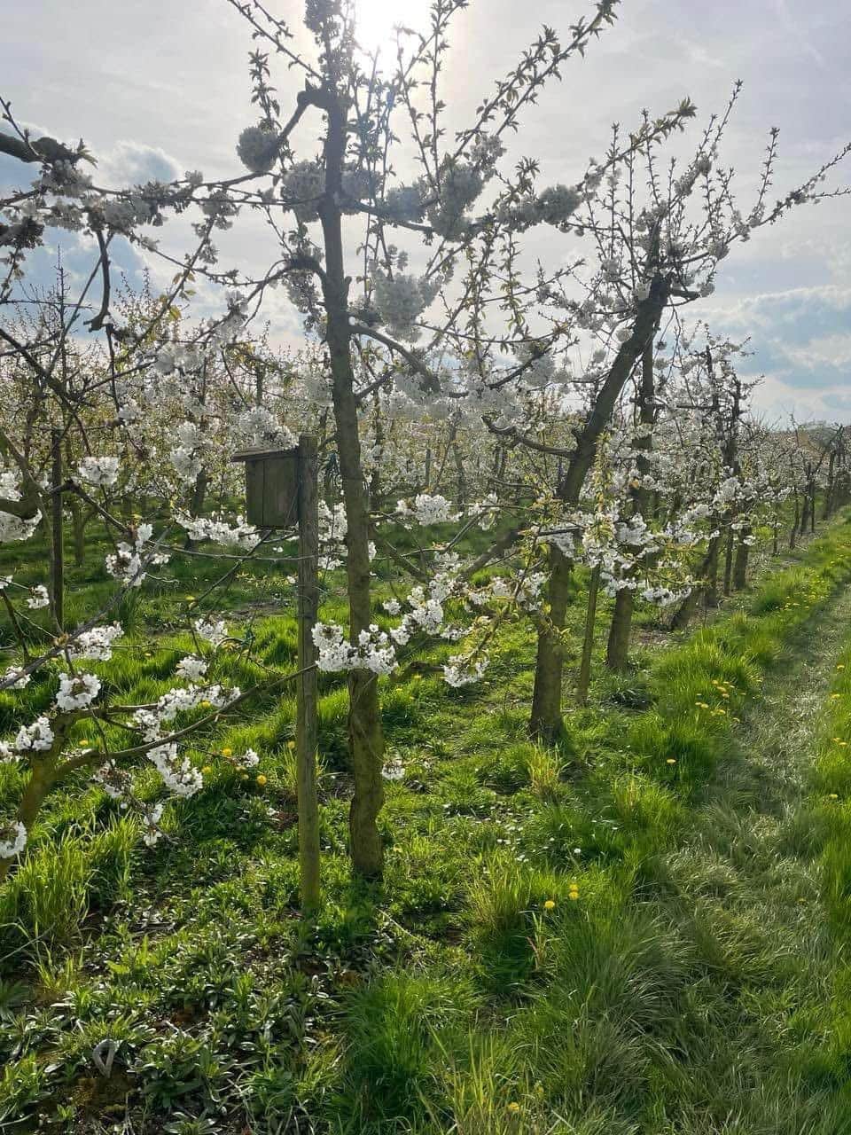 Cerisiers en fleur au verger de Fernelmont