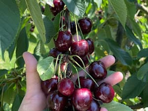 Foto van een bezoeker in de boomgaard 1