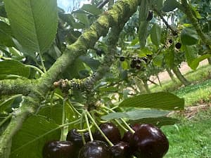 Foto van een bezoeker in de boomgaard 10