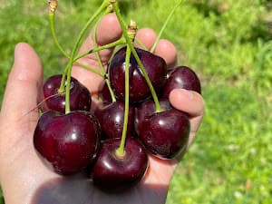 Foto van een bezoeker in de boomgaard 2