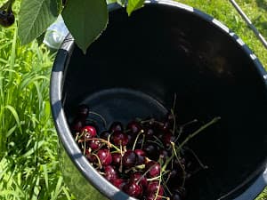 Foto van een bezoeker in de boomgaard 3