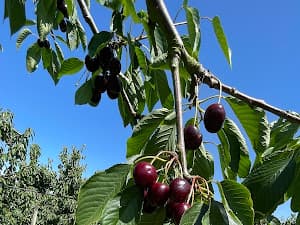 Foto van een bezoeker in de boomgaard 4