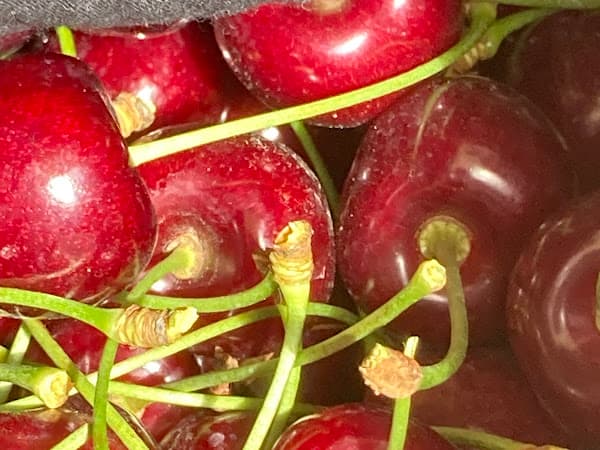 Foto van een bezoeker in de boomgaard 5