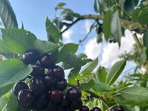 Foto van een bezoeker in de boomgaard 7