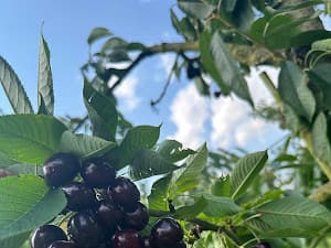 Foto van een bezoeker in de boomgaard 8