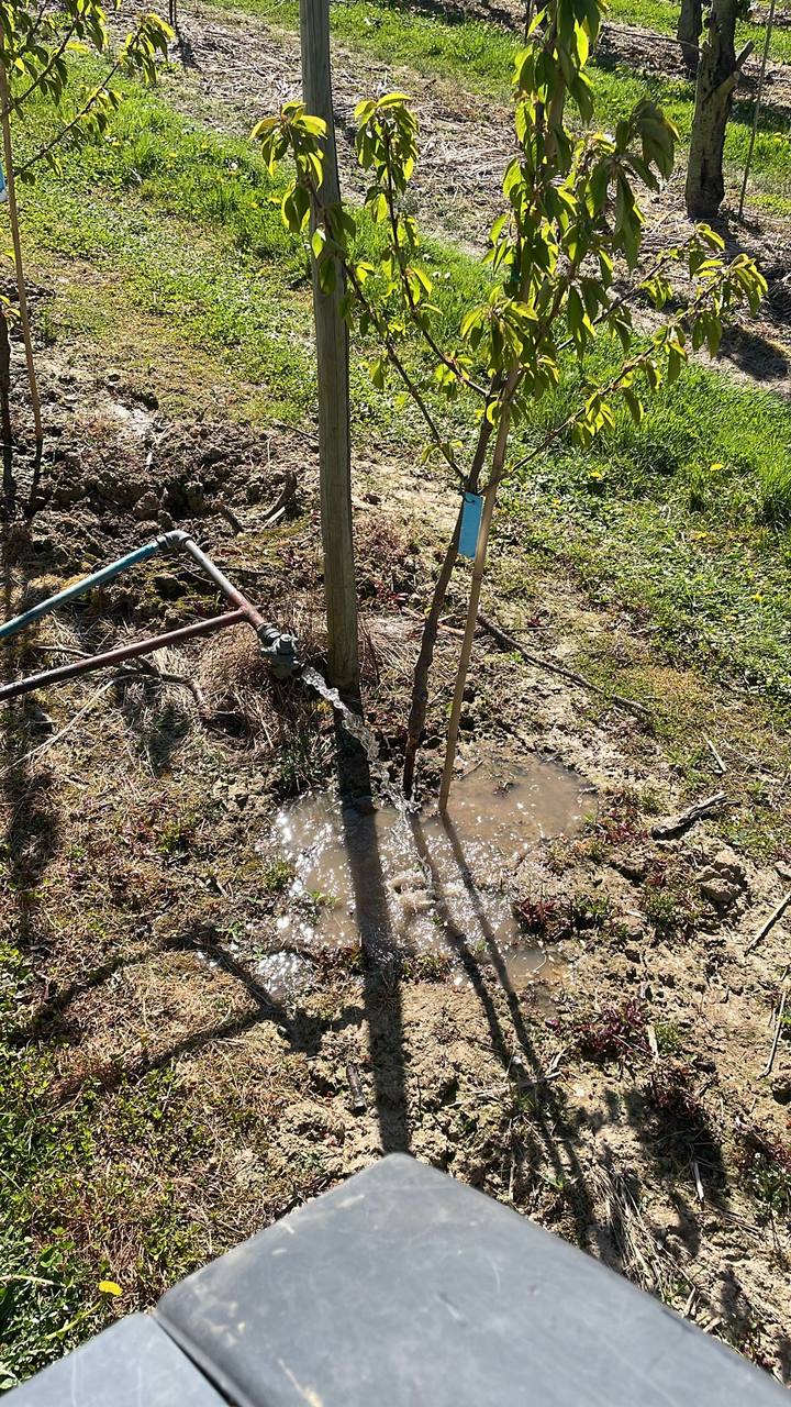 Water geven aan de voet van een jonge kersenboom in onze boomgaard
