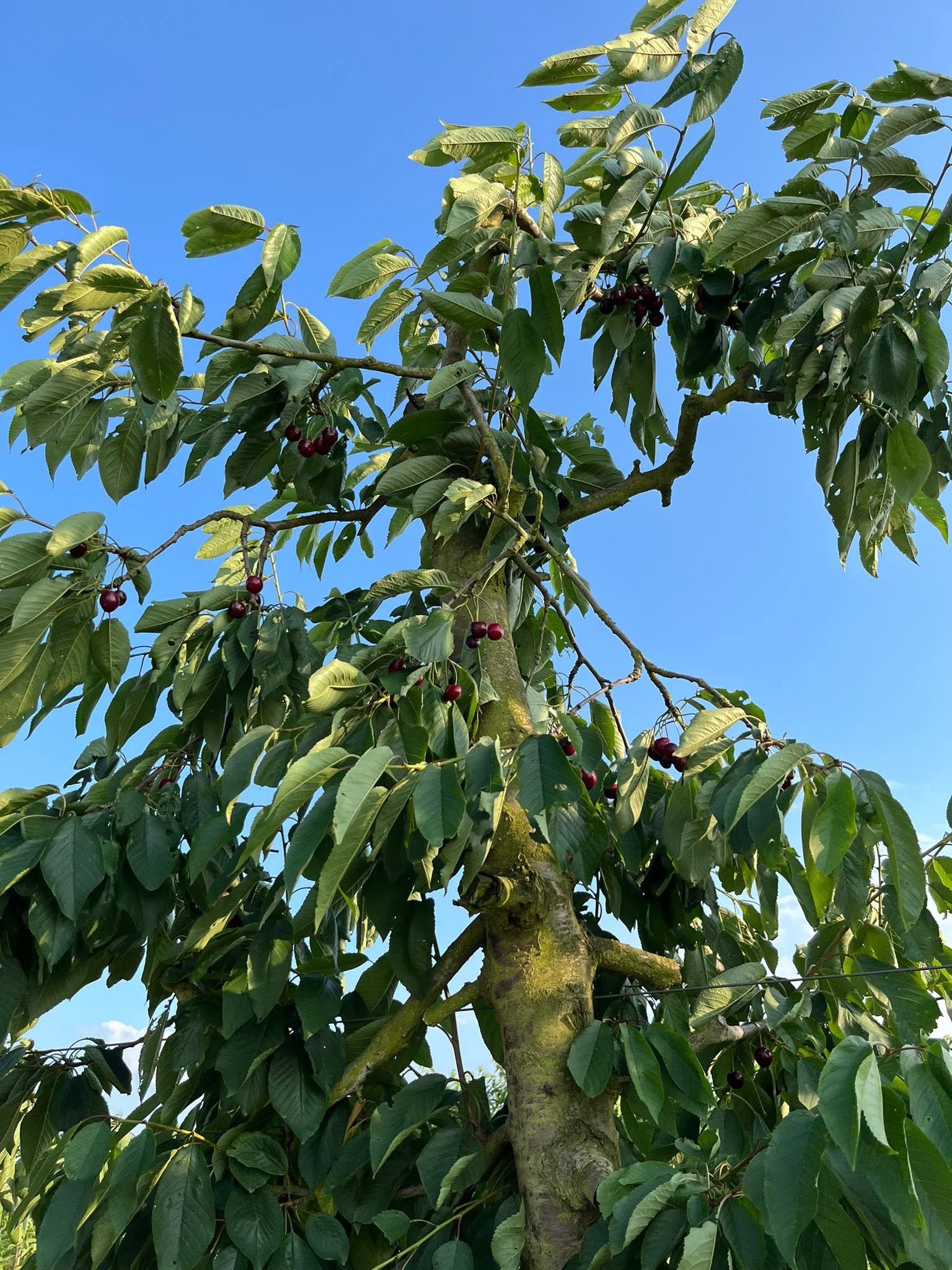 Cerises restantes en hauteur dans les cerisiers de Fernelmont