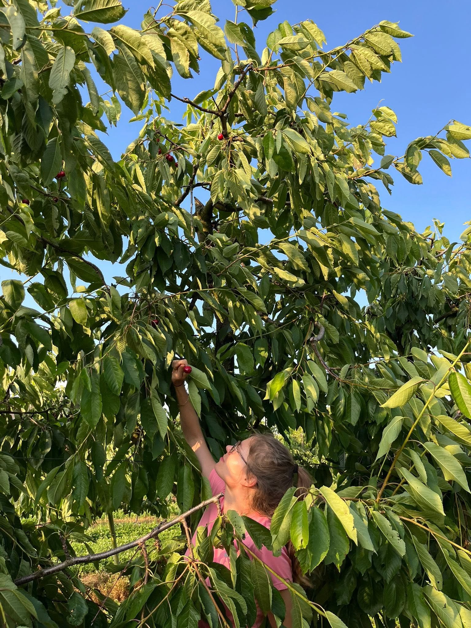 Personne qui cueille des cerises en s'étirant dans les branches