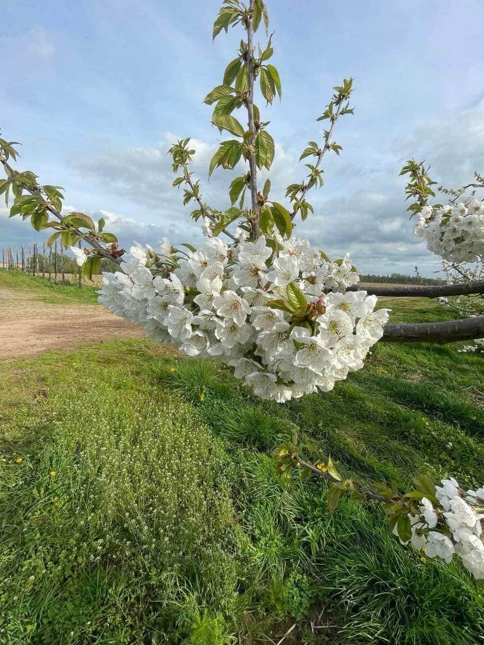 Cherry tree branch in bloom in spring, the stage that sets the harvest date