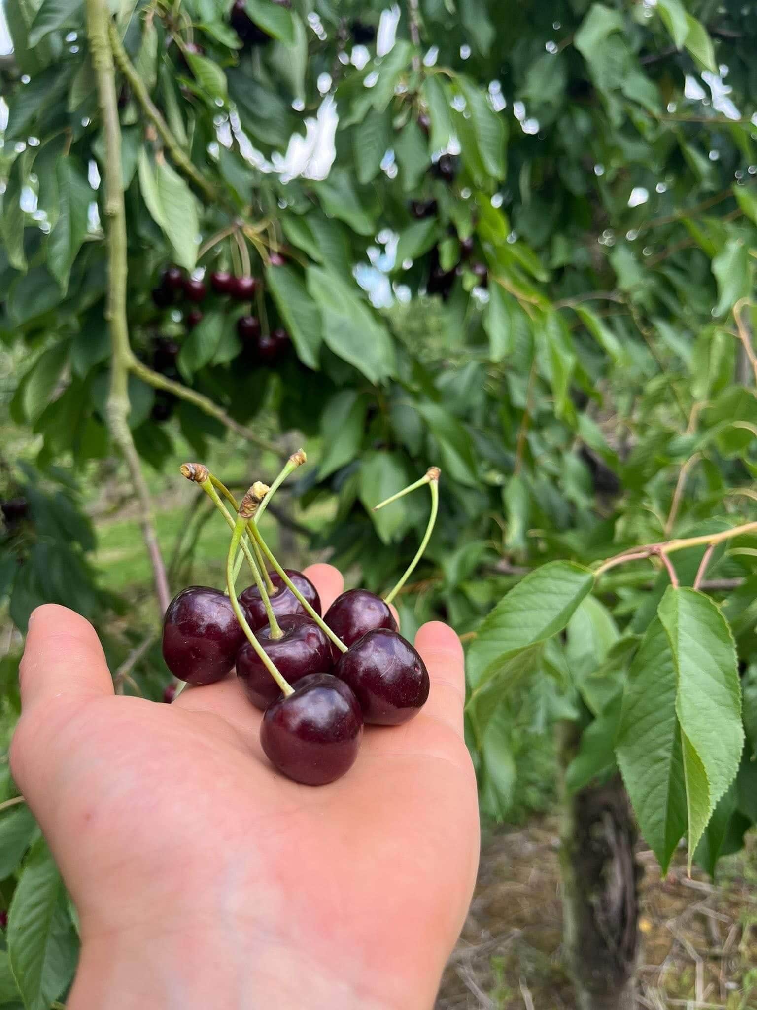Cerises fraîches cueillies à la main dans un seau au verger de Fernelmont